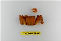 藏品(帝王仿相手蟹)的圖片